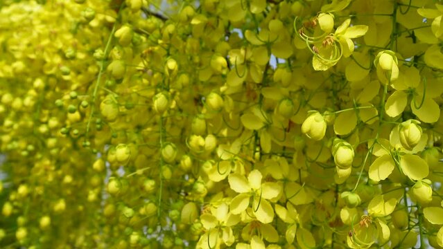 Beautiful Golden shower, Golden Rain.