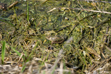 Frog on a pond in the park