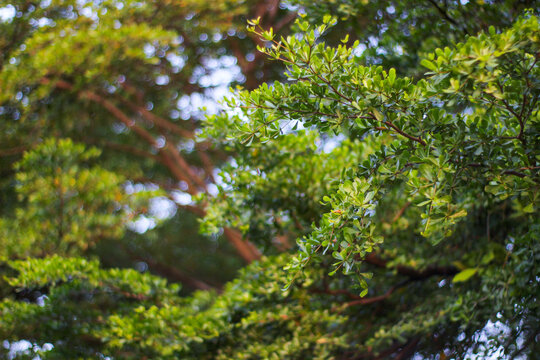 twigs and leaves from the black afara or ivory coast almond tree