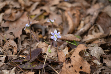 Spring flowers in the forest