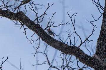 Red-bellied Woodpecker on a tree in the Tawawa Park, Ohio, USA