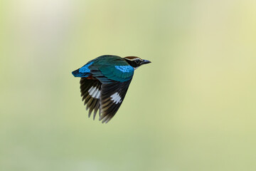 Beautiful colorful bird, Pitta nympha. Bird closeup in nature. Pitta fairy bird flying by the river