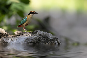 Beautiful colorful bird, Fairy Pitta (Pitta nympha) closeup, bird in nature. Fairy Pitta bird standing by the river