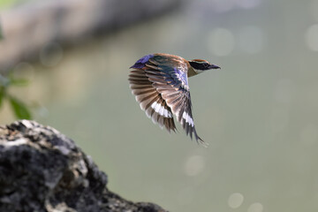 Beautiful colorful bird, Pitta nympha. Bird closeup in nature. Pitta fairy bird flying by the river