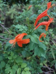Cape Honeysuckle (Tecomaria capensis) orange, orange flowers in tropical garden in the family Bignoniaceae, native to southern Africa.