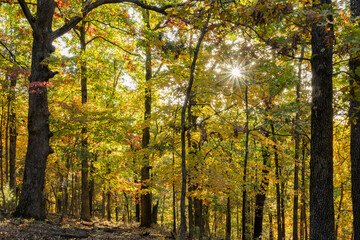 Fototapeta premium Sunny view of the beautiful fall color of Hobbs State Park-Conservation Area