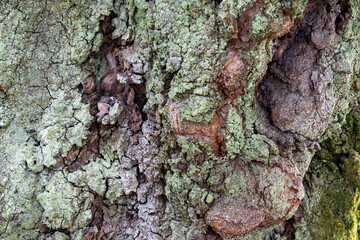 ひび割れた古い木の幹の樹皮