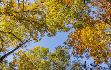 Sunny view of the beautiful fall color of Hobbs State Park-Conservation Area