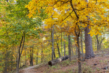 Sunny view of the beautiful fall color of Hobbs State Park-Conservation Area
