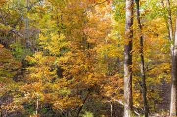Sunny view of the beautiful fall color of Hobbs State Park-Conservation Area