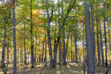 Sunny view of the beautiful fall color of Hobbs State Park-Conservation Area