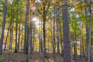 Sunny view of the beautiful fall color of Hobbs State Park-Conservation Area