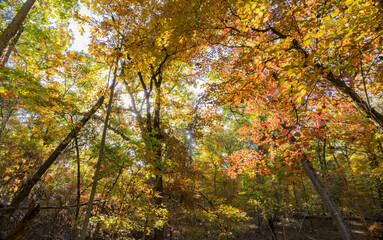 Sunny view of the beautiful fall color of Hobbs State Park-Conservation Area