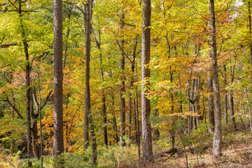 Sunny view of the beautiful fall color of Hobbs State Park-Conservation Area