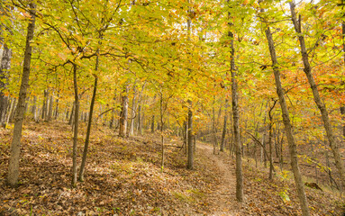 Obraz premium Sunny view of the beautiful fall color of Hobbs State Park-Conservation Area