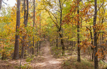 Fototapeta premium Sunny view of the beautiful fall color of Hobbs State Park-Conservation Area