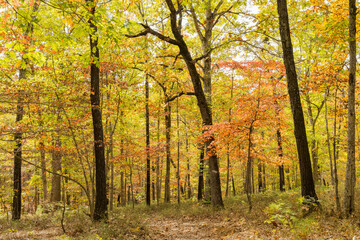 Sunny view of the beautiful fall color of Hobbs State Park-Conservation Area