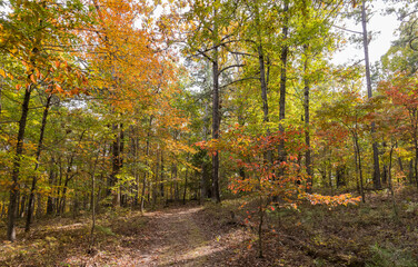 Sunny view of the beautiful fall color of Hobbs State Park-Conservation Area