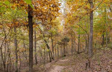 Sunny view of the beautiful fall color of Hobbs State Park-Conservation Area