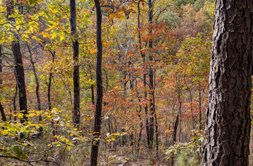 Fototapeta premium Sunny view of the beautiful fall color of Hobbs State Park-Conservation Area