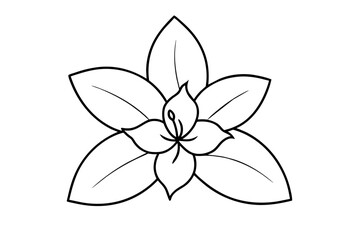 jasmine flower vector illustration
