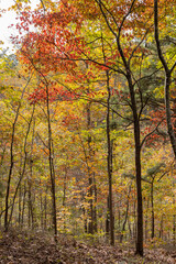 Sunny view of the beautiful fall color of Hobbs State Park-Conservation Area