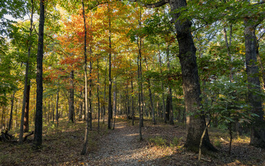 Sunny view of the beautiful fall color of Hobbs State Park-Conservation Area
