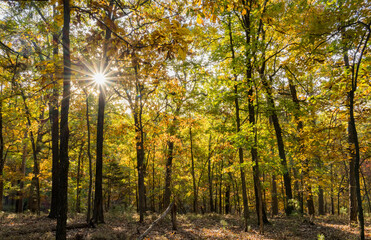 Fototapeta premium Sunny view of the beautiful fall color of Hobbs State Park-Conservation Area