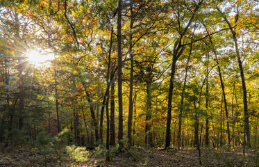 Sunny view of the beautiful fall color of Hobbs State Park-Conservation Area