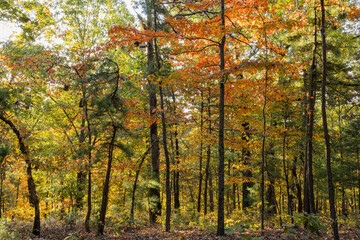 Sunny view of the beautiful fall color of Hobbs State Park-Conservation Area