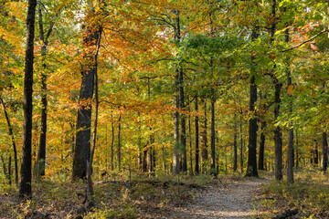 Sunny view of the beautiful fall color of Hobbs State Park-Conservation Area