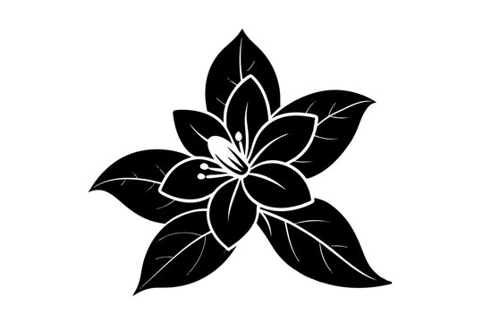Jasmine Flower Drawing Images – Browse 36,699 Stock Photos, Vectors
