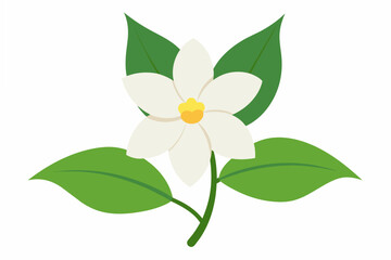 jasmine flower vector illustration