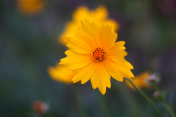 Yellow Flowers in the Garden