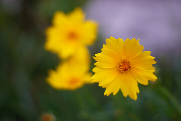 Yellow Flowers in the Garden