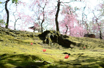 【京都】城南宮に咲くしだれ梅と落ちた椿の花