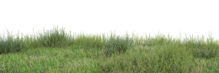 Meadow cut out on transparent background 3d rendering