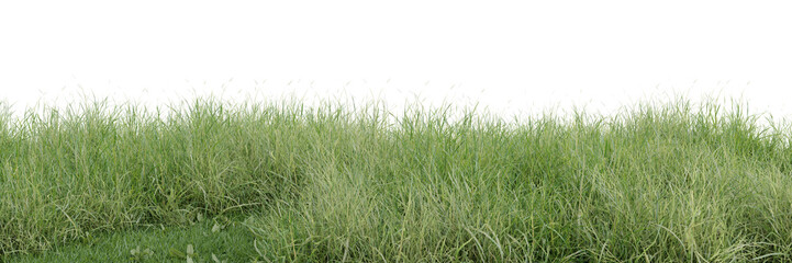 Meadow cut out on transparent background 3d rendering