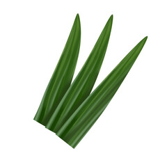 Pandan Leaf Illustration