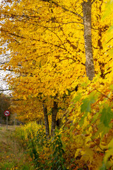 Fototapeta premium OTOÑO SUR DE CHILE