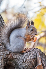 The squirrel with nut sits on tree in the autumn. Eurasian red squirrel, Sciurus vulgaris.