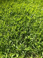 Close up of grass blades in a warm-season lawn (Centipede grass) in the spring 