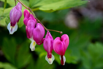 pink and white bleeding hearts