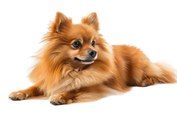 Pomeranian Dog Isolated
