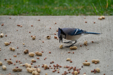 Blue jay, bird in the background grabs peanuts and other nuts in the yard against the background of grass