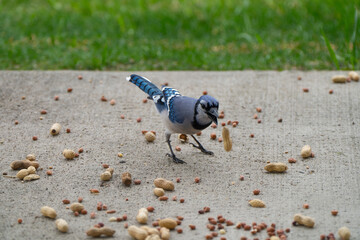 Blue jay, bird in the background grabs peanuts and other nuts in the yard against the background of grass
