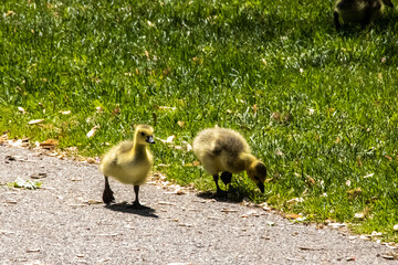 goslings on the grass