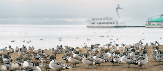 Lake Inawashiro in winter with tourists sightseeing boat and teal Ducks and Swan in Fukushima...