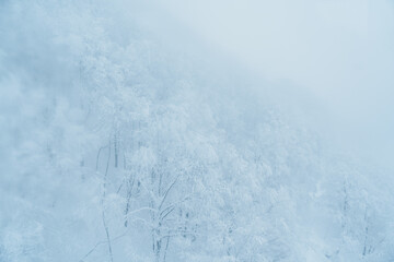 View of Snow monster in Winter day at Mount Zao ski resort, Yamagata prefecture, Japan. powder snow...