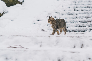 A Cute cat walking on snow in winter from Yamadera temple, the popular name for the Buddhist temple...